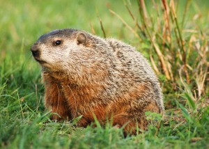 Groundhog Removal Atlanta GA Groundhog Control Atlanta Georgia | Perimeter Wildlife Control | Perimeter Wildlife Control