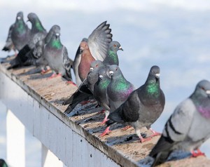 Pigeon Removal Atlanta GA Pigeon Control Atlanta Georgia | Perimeter Wildlife Control | Perimeter Wildlife Control