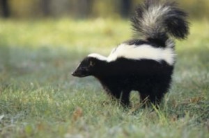 Skunk Removal Atlanta GA, Skunk Control Atlanta Georgia | Perimeter Wildlife Control | Perimeter Wildlife Control