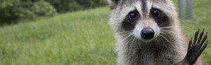 Emergency Critter Removal Atlanta | Perimeter Wildlife | Perimeter Wildlife Control