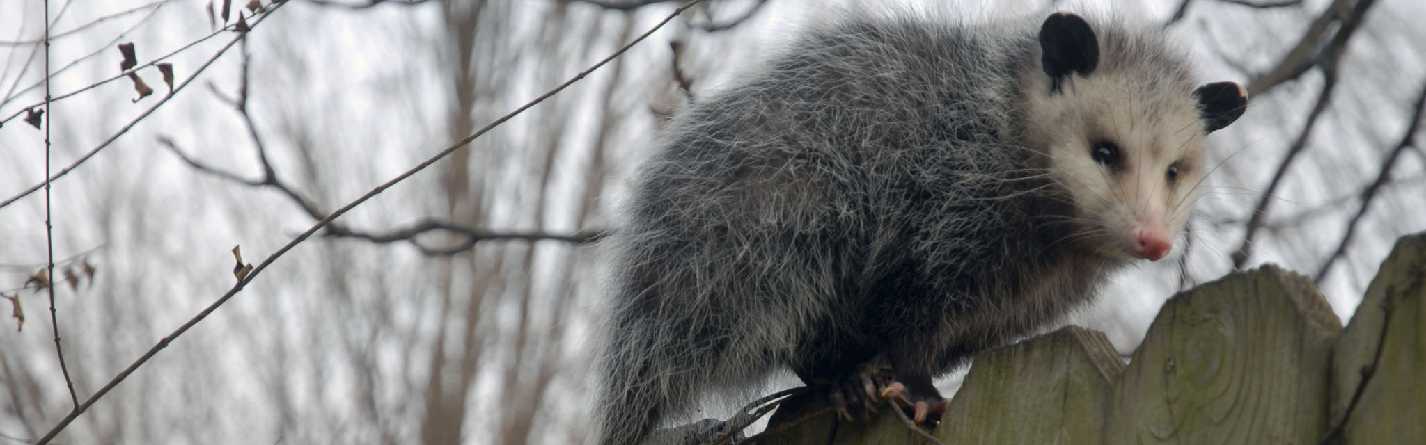 Emergency Wildlife Removal in Atlanta Georgia