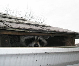 Common Raccoon Attic Issues and Solutions|Perimeter Wildlife | Perimeter Wildlife Control