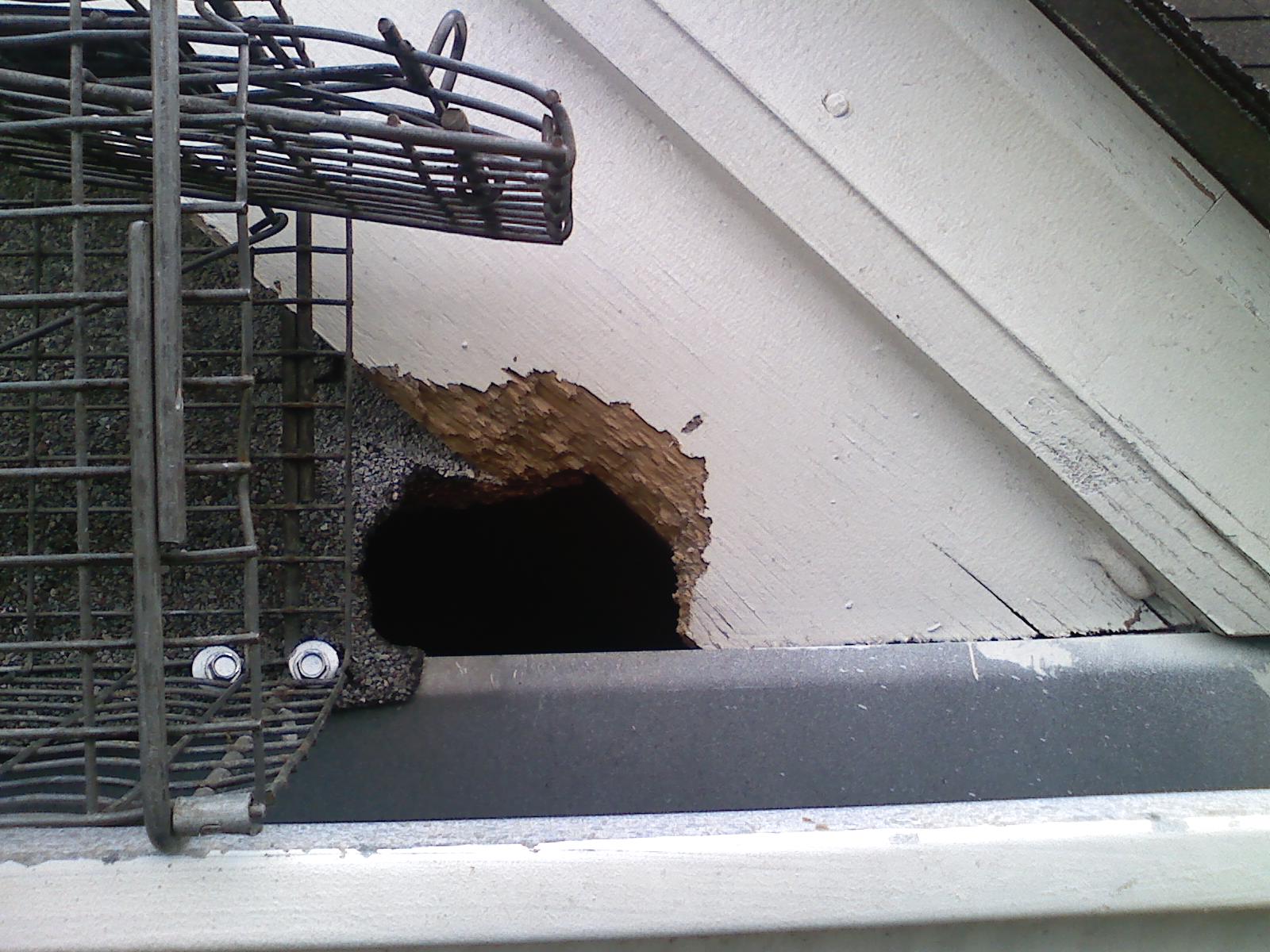 Should my Atlanta, GA home be “Critter Proofed”???