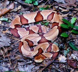 How to Handle a Snake In Your House | Perimeter Wildlife | Perimeter Wildlife Control