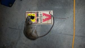 trapped rat