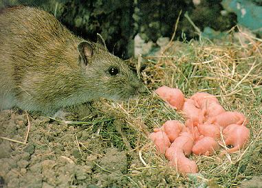 Rodent Nest Removal Georgia