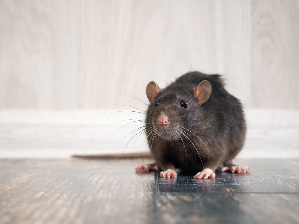 Pest & Rodent Removal Marietta GA | Perimeter Wildlife | Perimeter Wildlife Control