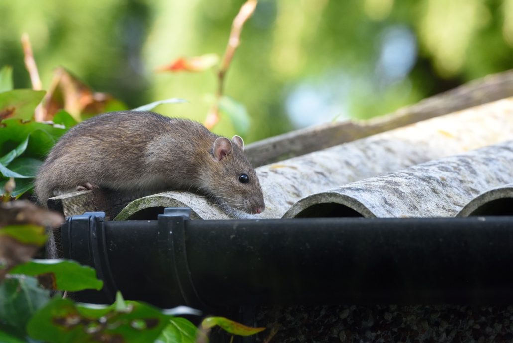 Pest & Wildlife Control Alpharetta GA | Perimeter Wildlife | Perimeter Wildlife Control