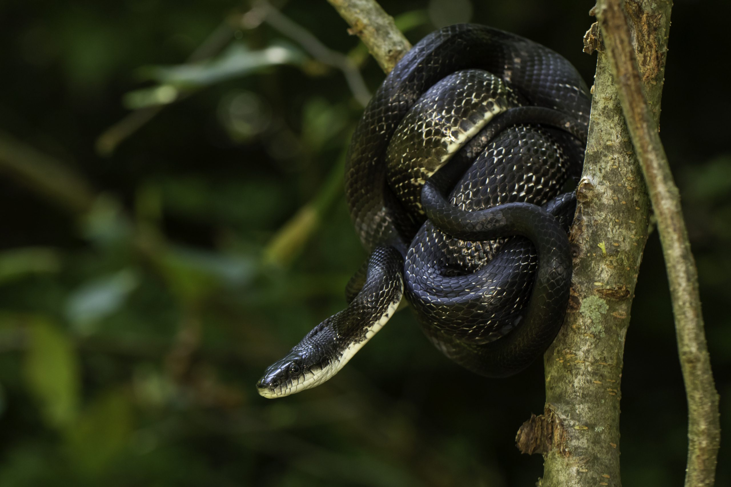 Signs of Snakes in Your Home or Garage and How to Get Rid of Them