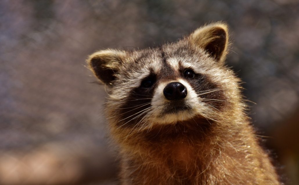 Prevent & Remove Raccoons in GA| Perimeter Wildlife Control | Perimeter Wildlife Control