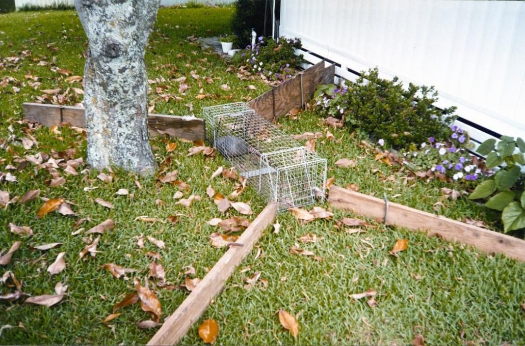 Armadillo Trapping & Removal Atlanta GA|Perimeter Wildlife | Perimeter Wildlife Control