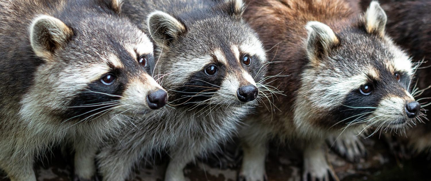 Common Raccoon Attic Issues and Solutions|Perimeter Wildlife | Perimeter Wildlife Control