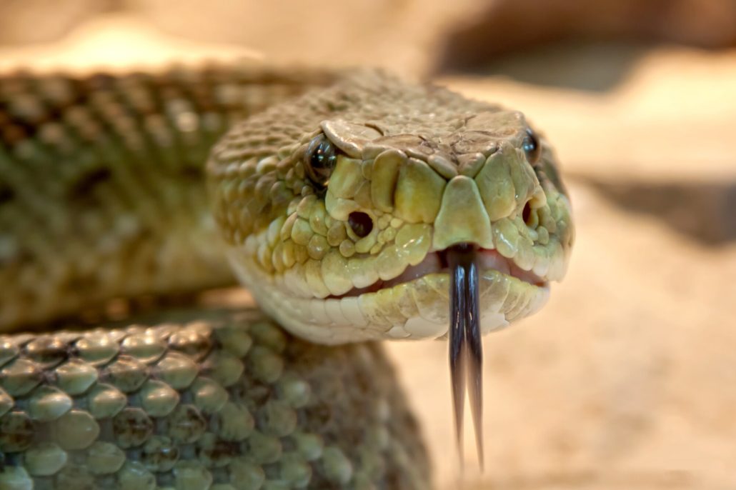 Signs of Snakes in Your Home or Garage | Perimeter Wildlife | Perimeter Wildlife Control