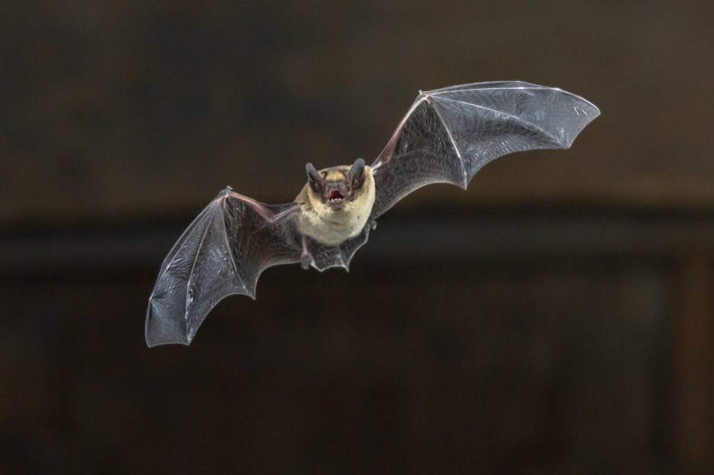 bat removal atlanta ga