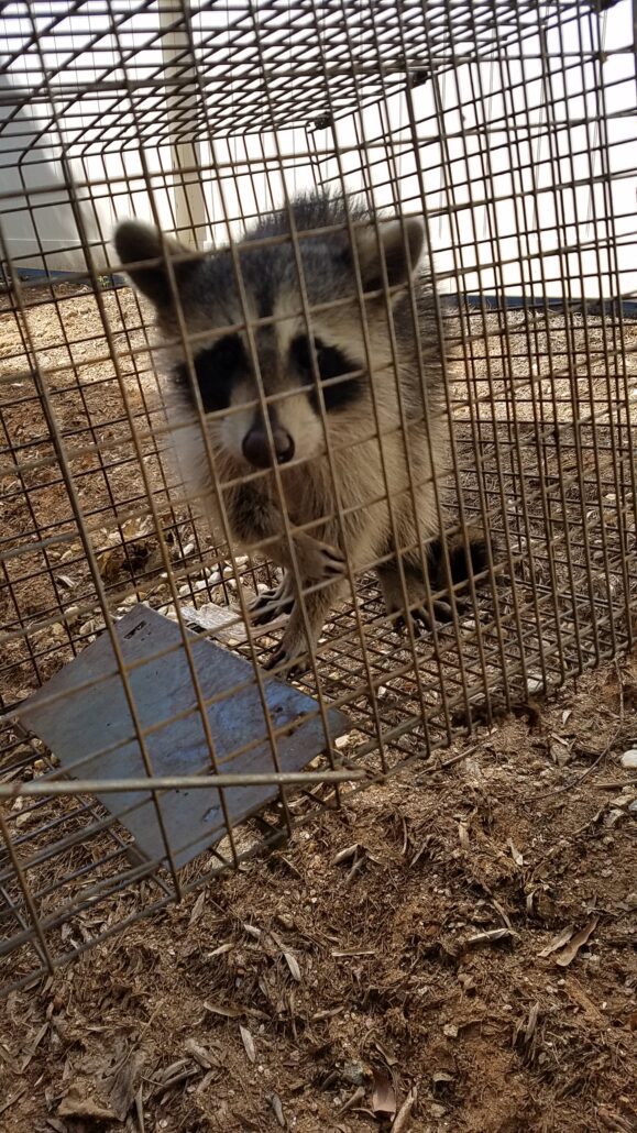 emergency raccoon removal 