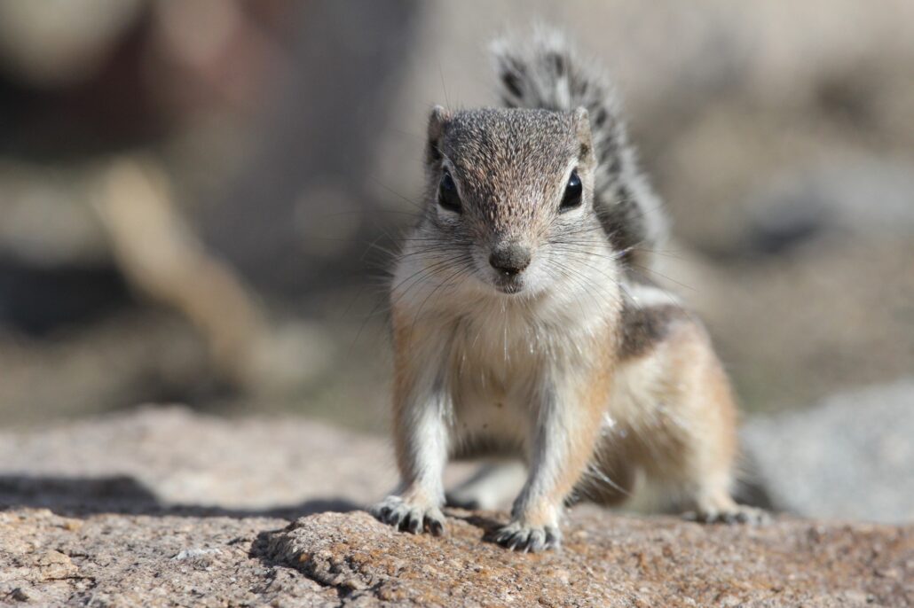 emergency squirrel removal atlanta